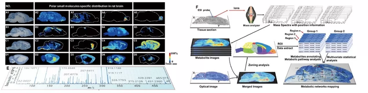 AFADESI-MSI workflow and representative ion images of polar endogenous metabolites in rat brain